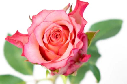 Roze roos 