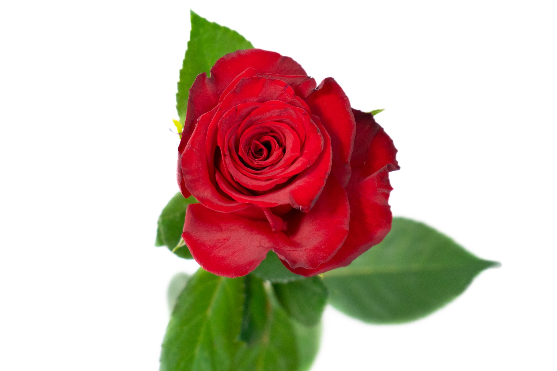 Rode rozen kopen