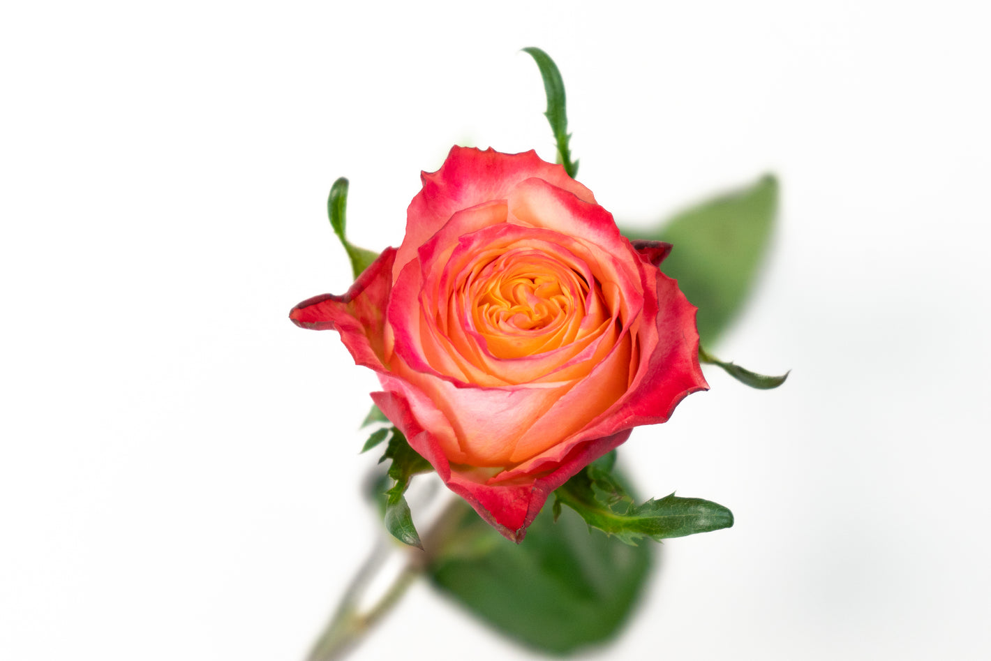 Oranje rozen kopen