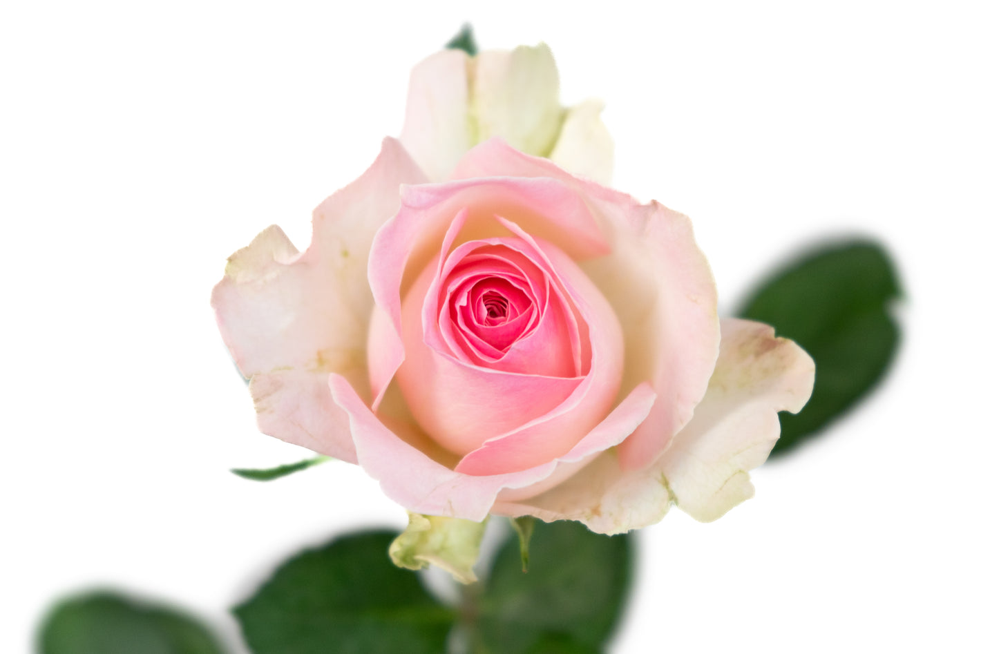 Roze rozen kopen